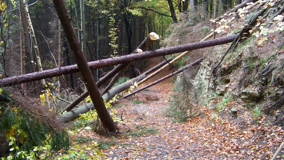 Sendero de bosque en otoño bloqueado por varios troncos de abeto caídos o talados que lo cruzan en diagonal, en una colina checa. Imagen del obstáculo en el camino.